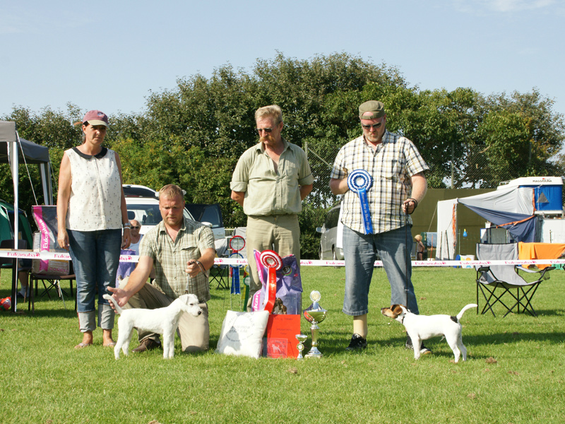 Best in Show 2012 Jack Russell Terrier Club of Denmark